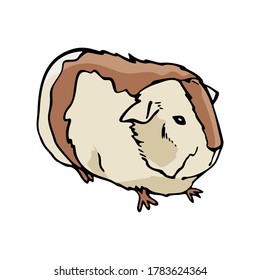 Red And White Guinea Pig Cute Pet Animal Design