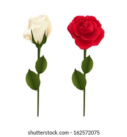 red and white roses isolated on white background. vector illustration