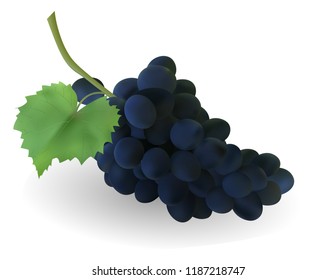 Red and white table grapes, wine grapes. Fresh fruit, 3d vector icon set