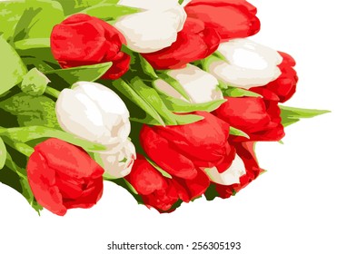 Red and white tulips vector isolated on white background