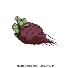 Red whole beetroot in hand drawn vintage style, vector illustration isolated on white background. Beet plant botanical colored image for menu and packaging.