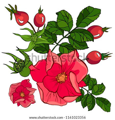 red wild rose set