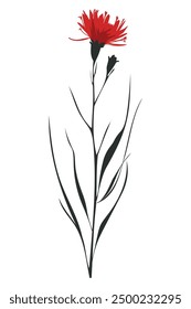 Red Wildflower vector. illustration of botanical flower
