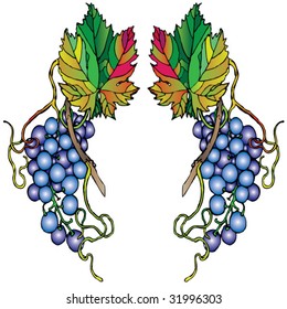 red wine grapes