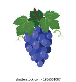 Icono de uvas de vino tinto. Ropa de uva azul con bayas y hojas aisladas en fondo blanco. Fruta fresca Ilustración vectorial para la naturaleza o el diseño de alimentos vitamínicos saludables.