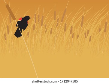 Red winged blackbird cattails vector background