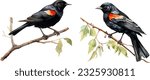 Red winged blackbird clipart, isolated vector illustration.