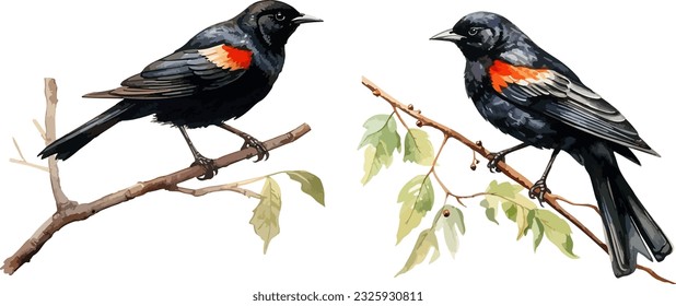 Red winged blackbird clipart, isolated vector illustration.