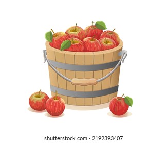 Red and yellow apples in a wooden bucket and three apples are lying next to the bucket on a white background. Fruits, vitamins, iron and minerals. Proper nutrition. Label. Vector illustration.