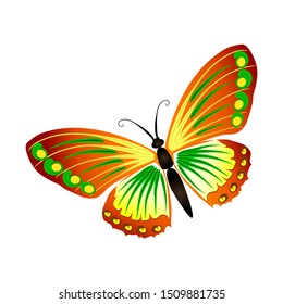 red and yellow butterfly vector design, animals vector design, single butterfly vector.