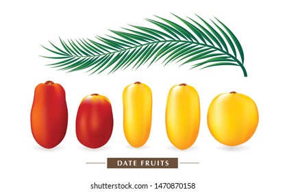 Red and yellow date fruits leaf palm with white isolated.
