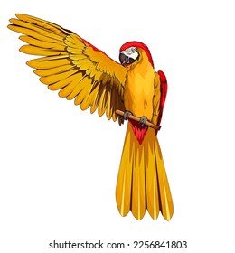 red and yellow macaw flaps one of its wings