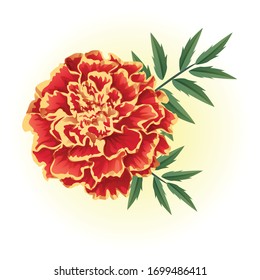 red yellow marigold flower illustration vector