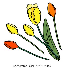 Red and yellow meadow tulips on white isolated backdrop. Spring flowers for invitation or gift card, notebook, bath tile, scrapbook. Phone case or cloth print. Doodle style stock vector illustration