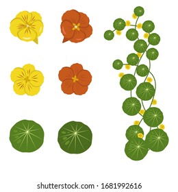 Red and yellow nasturtium flowers with leaves. Flowers isolated on a white background. Stock vector illustration.