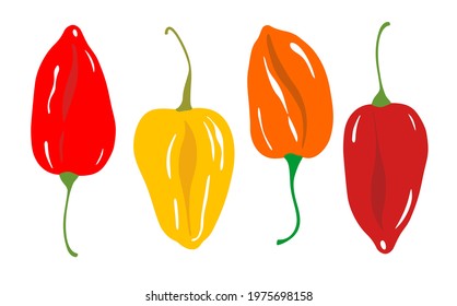 Red and yellow paprika. Vector image isolated on white background.