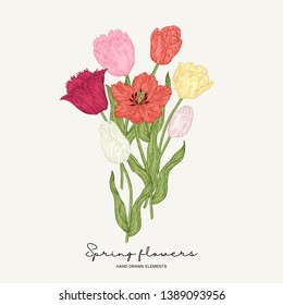 Red, yellow and pink tulips. Bouquet of spring flowers. Garden plants. Botanical vector illustration.