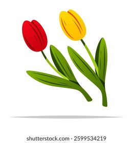 Red and yellow tulip flowers vector isolated illustration