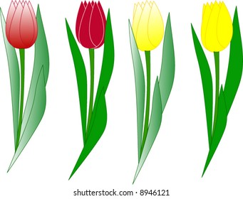 Red and yellow tulips - vector illustration