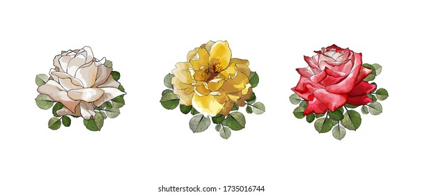 Red, yellow and white rose.Set of three beautiful flowers on stem, green leaves. Isolated on white.Hand drawn.Watercolor style.Vector stock illustration.