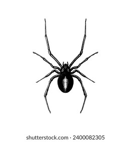 Rotbacken-Spider-handgezeichnet, Vektorgrafik einzeln auf weißem Hintergrund.