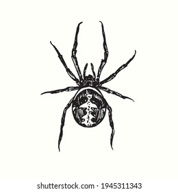 The redback spider (Latrodectus hasselti, Australian black widow). Ink black and white doodle drawing in woodcut style. 