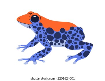 Red-backed poison dart tree frog. Exotic amphibian reptile. Tropical toxic froglet with blue skin, spots. Amazon wild small animal, treefrog. Flat vector illustration isolated on white background