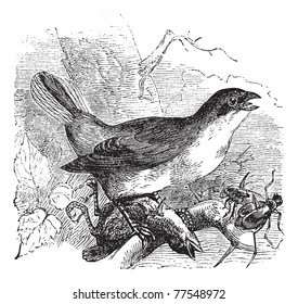 Red-backed Shrike or Lanius collurio, vintage engraving. Old engraved illustration of a Red-backed Shrike preying on another bird and also some insects. Trousset Encyclopedia