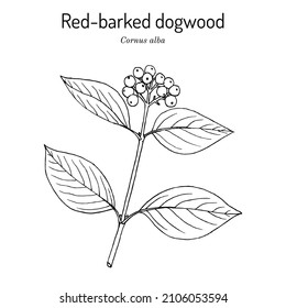 Red-barked, white or Siberian dogwood (Cornus alba), ornamental plant. Hand drawn botanical vector illustration