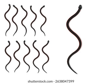 Red-Bellied Black Snake Animal Animation Sequence Cartoon Vector