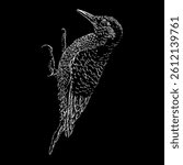 Red-Bellied Woodpecker hand drawing vector isolated on black background.