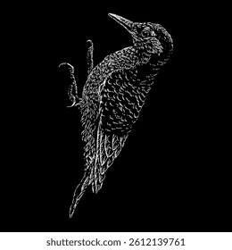 Red-Bellied Woodpecker hand drawing vector isolated on black background.