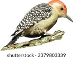 Red-bellied Woodpecker (Melanerpes carolinus) North American Bird Isolated