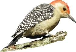 Red-bellied Woodpecker (Melanerpes Carolinus) North American Bird Isolated