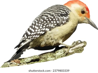 Pájaro leñoso rojo (Melanerpes carolinus) Ave norteamericano aislado