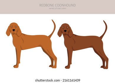 Redbone coonhound clipart. Different poses, coat colors set.  Vector illustration