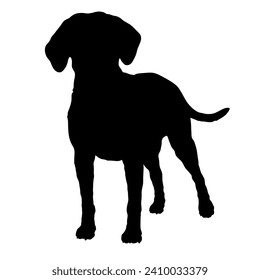 Redbone Coonhound Dog on the move. Dog in different poses. jumps runs. The dog is sitting. The dog is lying down playing