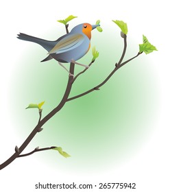 A redbreast perched on a spring twig with a worm in its beak. Vector illustration.