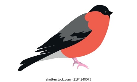 red-breasted bird on a white background