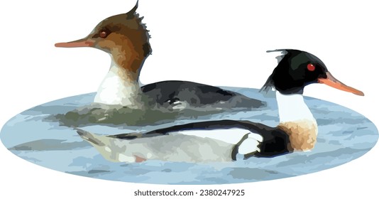Red-breasted Merganser (Mergus serrator) Waterfowl Duck Couple 