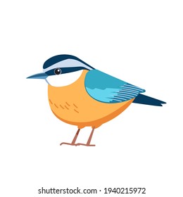 Red-breasted nuthatch is a small songbird.  Scientific name: Sitta canadensis. Passerine Bird cartoon flat style beautiful character of ornithology, vector illustration isolated on white background.