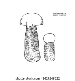 Red-cap bolete - Aspen mushroom vector illustration. Hand drawn food drawing. Edible mushroom sketch. Organic vegetarian product. Perfect for recipe, menu, label, icon, packaging, Line art.