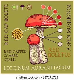 Red-cap bolete in engraved style. Subscribed with characteristics and several titles. Vector illustration with infographic elements and lettering.