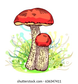 Red-cap bolete mushroom with grass on background in engraved style. Vector illustration.