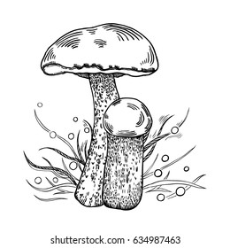 Red-cap mushroom with grass on background in engraved style