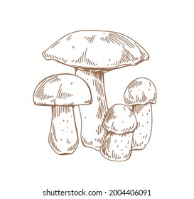 Red-capped scaber stalk mushrooms. Outlined botanical vintage drawing of edible fungi composition. Sketch of forest fungus. Contoured hand-drawn vector illustration isolated on white background.