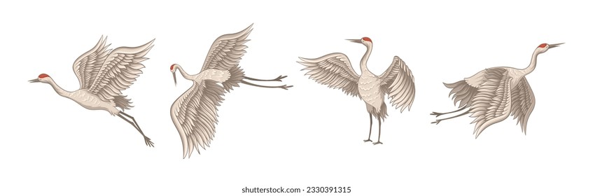 Red-crowned Crane in Different Poses with Stretched Wings Vector Set
