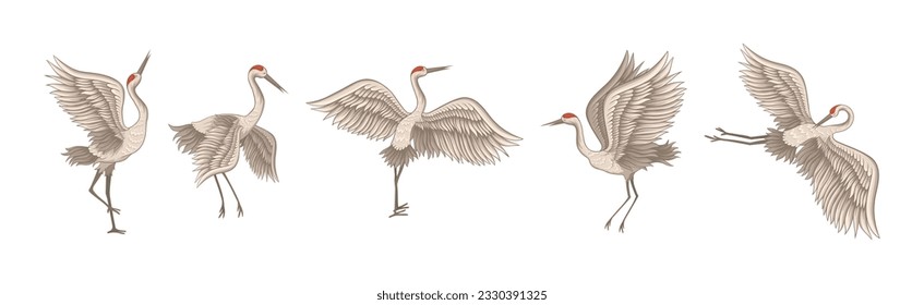 Red-crowned Crane in Different Poses with Stretched Wings Vector Set