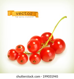 Redcurrant berries, vector illustration