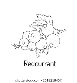 Redcurrant branch with berries and leaves. Hand-drawn botanical line art perfect for coloring books, educational materials, packaging design, and food-related projects.